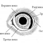 3 вида третьего века у собак: что делать, причины воспаления и лечение, удаление