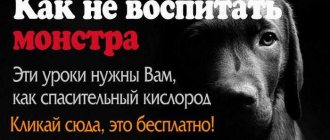 8 основных команд для собак: как научить легко и быстро