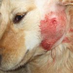 Абсцесс у собаки