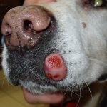 Абсцесс у собаки