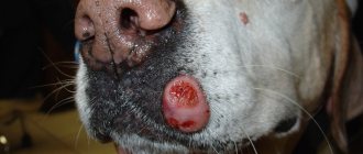 Абсцесс у собаки