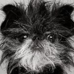 Аффепинчер -обезьяний пинчер