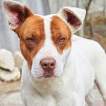 Агрессия у собак