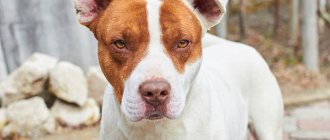 Aggression in dogs