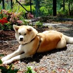 акита ину фото