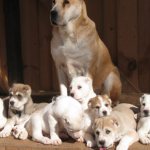 Алабай и его щенки