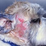 Аллергия на яичках у собаки