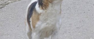 Алопекис