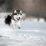 Аляскинский маламут фото