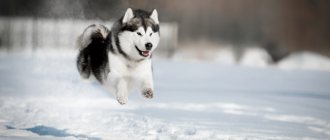 Alaskan Malamute photo
