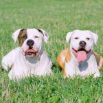 американский бульдог фото 6