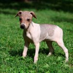 Американский голый терьер щенок