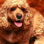 Американский кокер спаниель