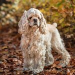 Американский кокер-спаниель