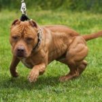 Американский питбультерьер