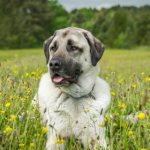 Анатолийская овчарка