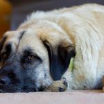 Анатолийская-овчарка-собака-Описание-особенности-характер-уход-и-цена-породы-3