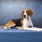 английский фоксхаунд