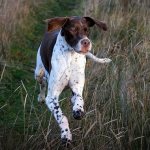 Английский-пойнтер-собака-Описание-особенности-виды-уход-и-цена-породы-9