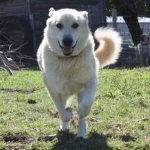 Армянский гампр