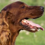 Астма у собак