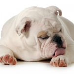 Атопический дерматит у собак