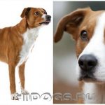 Австрийские пинчеры история породы, стандарт, особенности ухода и характера.