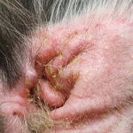 Бактериальный отит у собаки