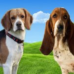 Бассет хаунд: описание породы, фото, цены