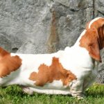 бассет хаунд