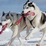 бегущие собаки в упряжке во сне