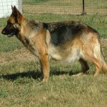 Беременная немецкая овчарка