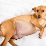 беременная собака