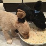 Без боли и капризов: подробная инструкция как чистить уши собаке