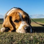 Бигль лежит на траве