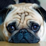 Болезни мопсов - текут уши