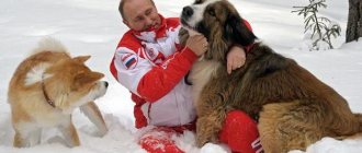 Bulgarian Shepherd Buffy