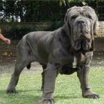 большая собака сонник