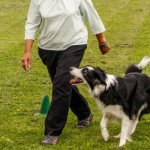 Бордер-колли выполняет команду рядом