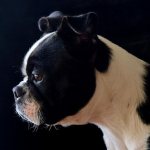 Бостон-терьер: все о собаке, фото, описание породы, характер, цена