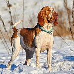 Бракко итальяно