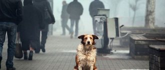 Бродячая собака