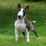 Бультерьер