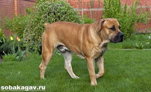 Бурбуль-собака-Описание-особенности-уход-и-цена-породы-бурбуль-2