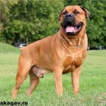 Бурбуль-собака-Описание-особенности-уход-и-цена-породы-бурбуль-4