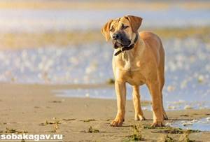 Бурбуль-собака-Описание-особенности-уход-и-цена-породы-бурбуль-8