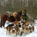 Цена на русскую пегую гончую умеренная.