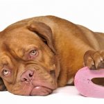 Чем кормить щенка при поносе правильно