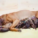 Чем кормить собаку после родов?