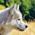 how to treat eyelid blepharitis in dogs